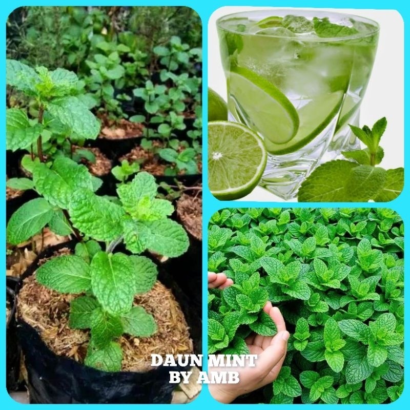 Bibit Tanaman Mint Bibit Daun Mint Bibit Peppermint Pohon Mint