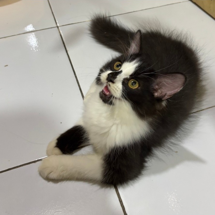 kitten persia flatnose mix mc jantan