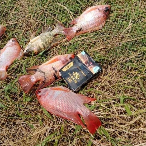 Indukan nila merah bangkok siap pijah paket isi 12 ekor