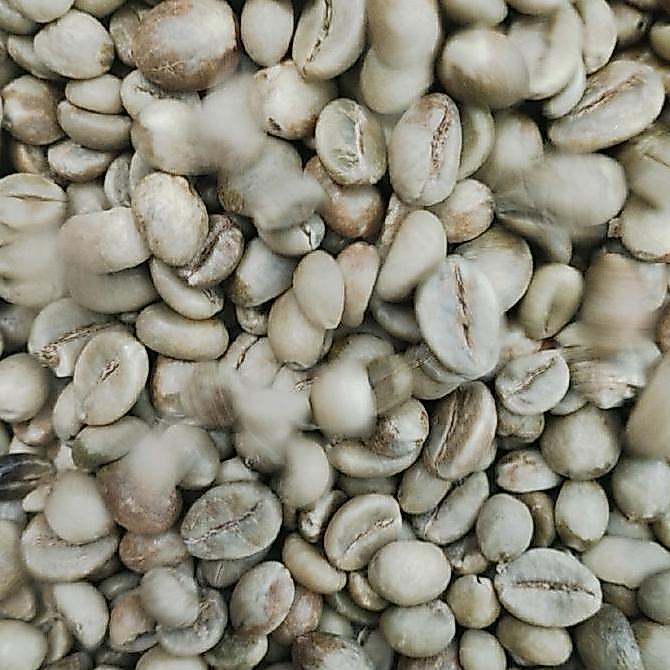 biji kopi robusta asalan biji mentah robusta 1 kg
