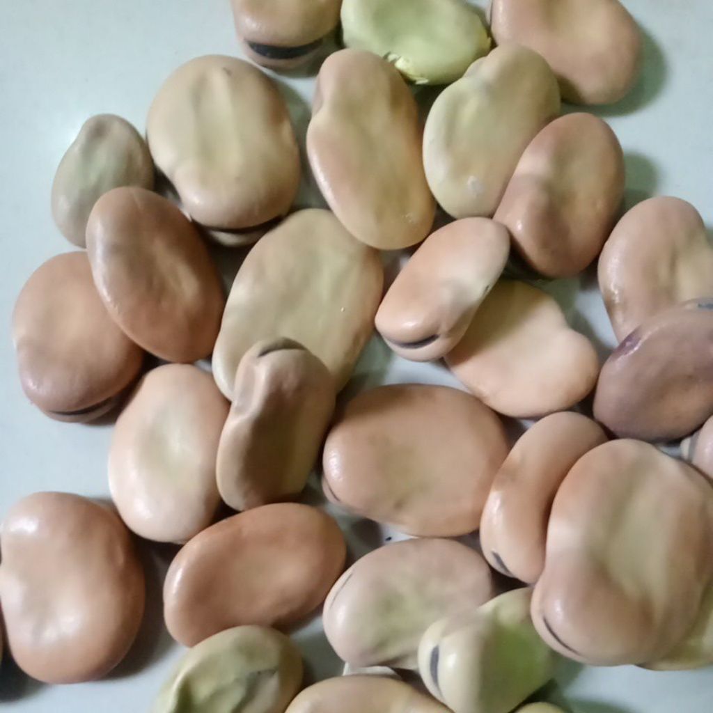 Kacang Koro Mentah original 1kg/Kacang koro super import