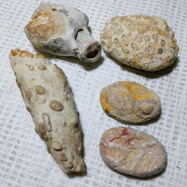 batu fosil coral laut