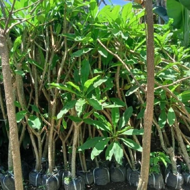 pohon Kamboja Bali bunga kuning tinggi 1- 2 meter