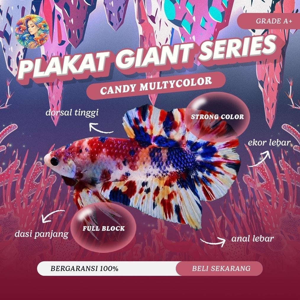 [JAYA] Cupang Aksesoris Aquarium - Plakat Giant Nemo Candy Multicolor Series GRADE A+