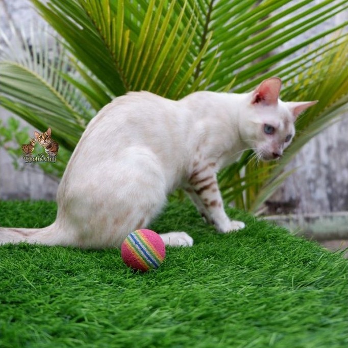 Anakkan Remaja Kucing Bengal Snow Lynk • Betina • Sudah Vaksin • Gratis Pet Cargo Ekslusif Full Pack