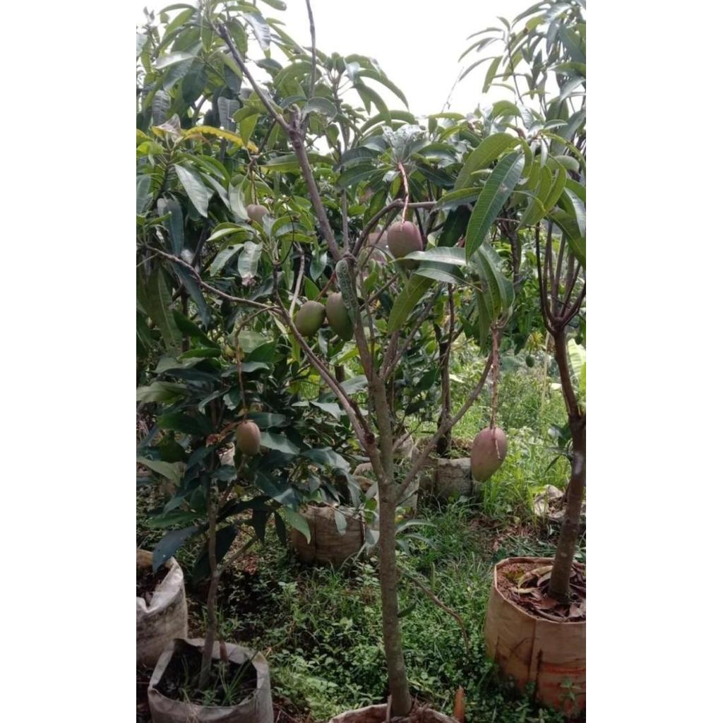 pohon mangga miyazaki