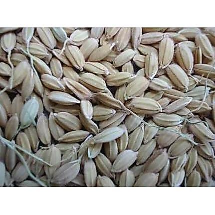GABAH LAMPUNG / GABAH BANGKOK KECIL 1 KG
