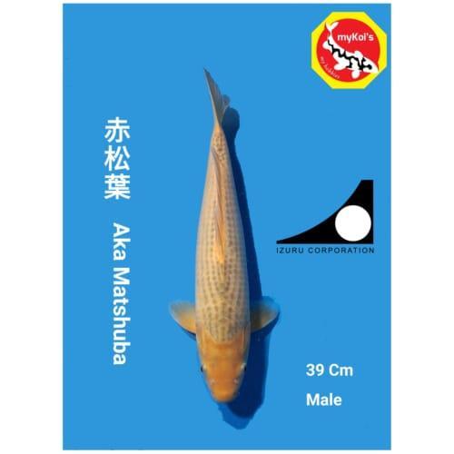 Koi Aka Matshuba Import Jepang Farm Izuru