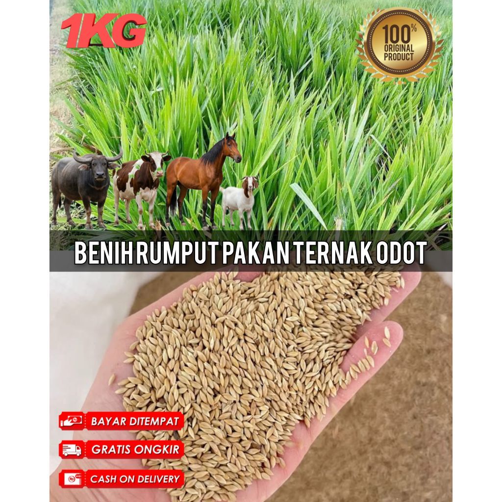 Benih Rumput Pakan Ternak Odot 1KG untuk Sapi Kuda Sapi Peranakan Etawa Kambing