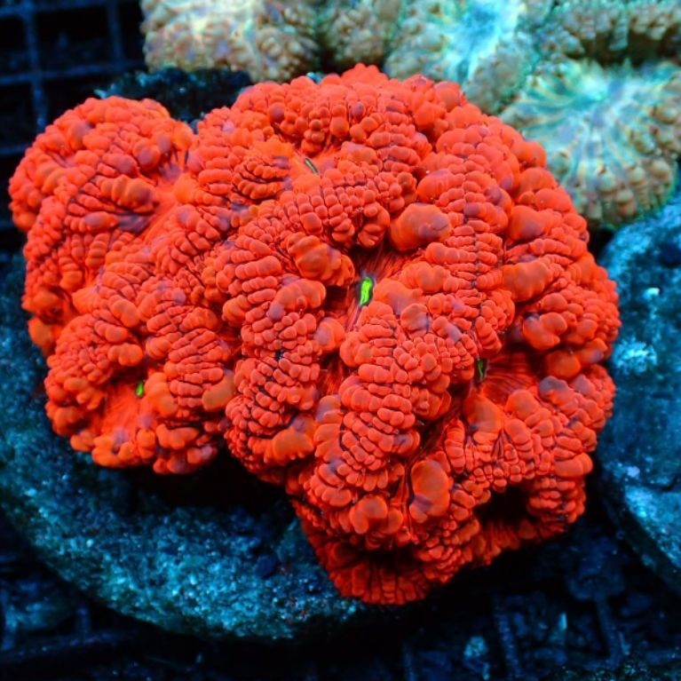 Blastomussa Coral Reeftank Aquarium Laut