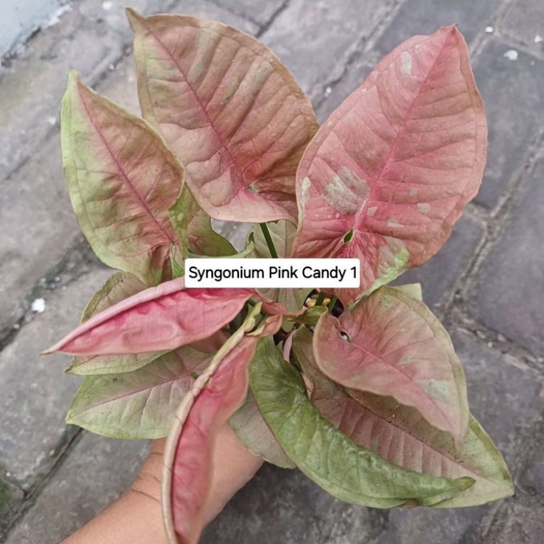 Tanaman Syngonium Pink Candy daun merah muda hijau tanaman hias