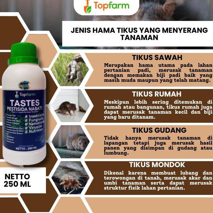 Yuhu- Obat Hama Tikus / Obat Semprot Tikus Sah / Pestisida Tanaman Padi / Obat Pembasmi Tikus Padi /