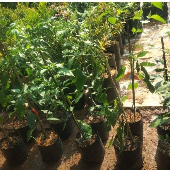 cabe rawit setan jumbo