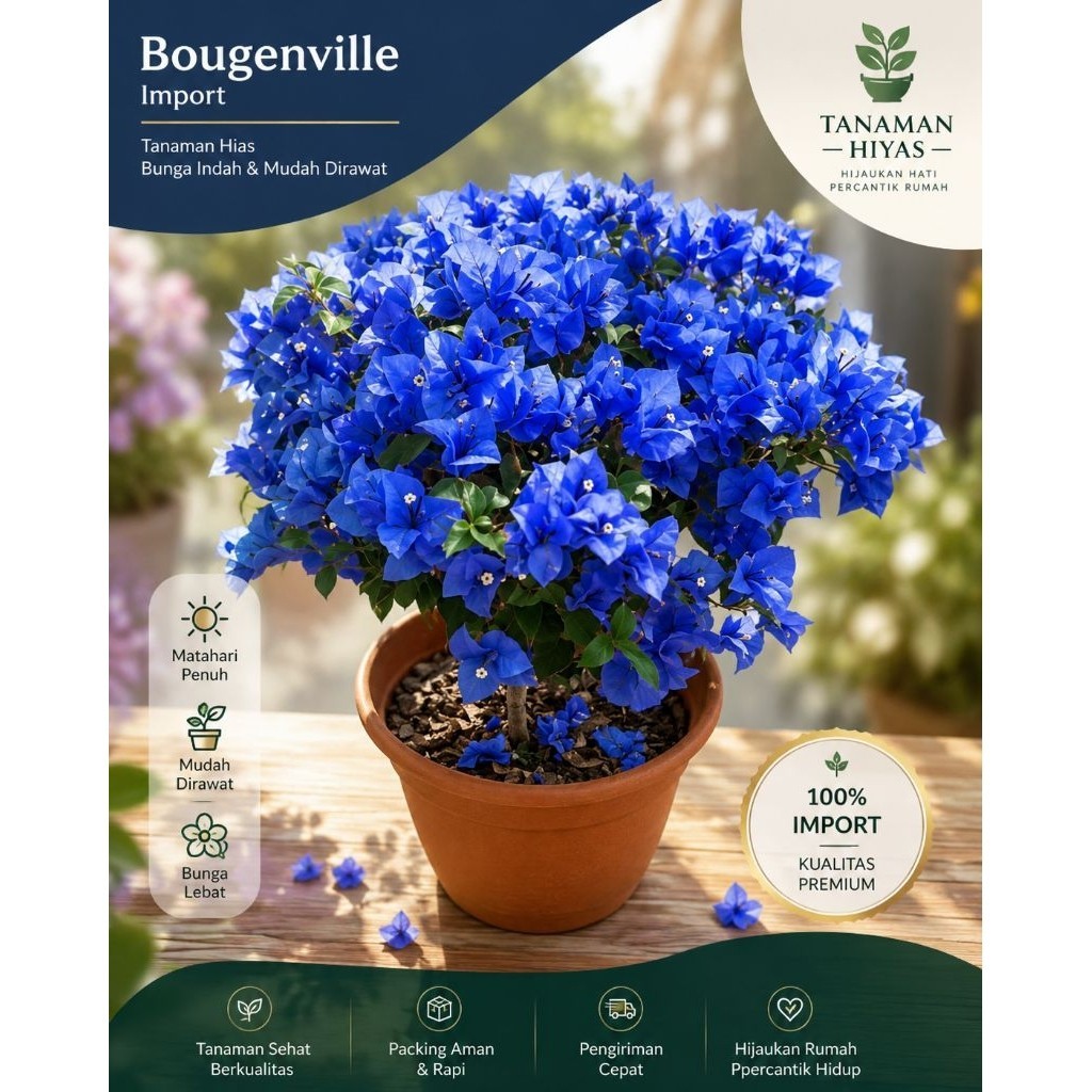 Bibit bunga Bougenville warna biru ()