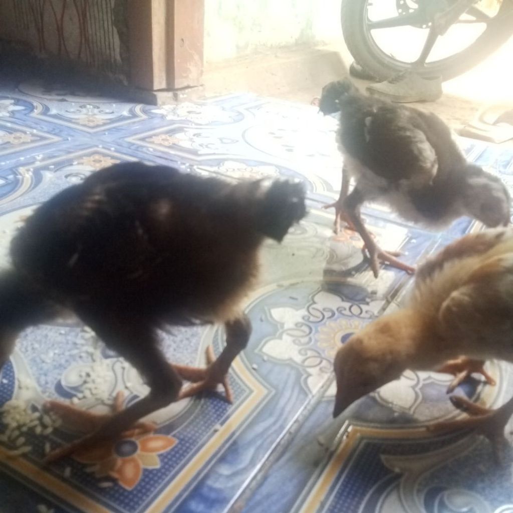 anakan ayam indukan kampung jantan bangkok
