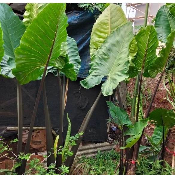 tanaman keladi hitam. pohon sente hitam tinggi 30-50cm