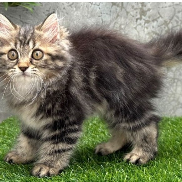 KUCING PERSIA BETINA 2 BULAN MARBLE