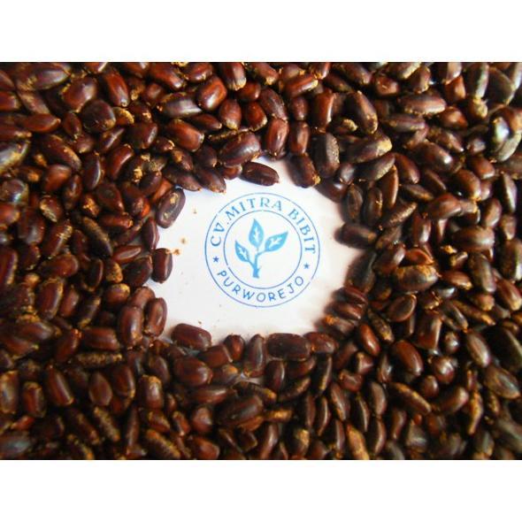Biji Trembesi Siap Semai | Biji Bibit Trembesi Unggul | Harga Benih Trembesi Best