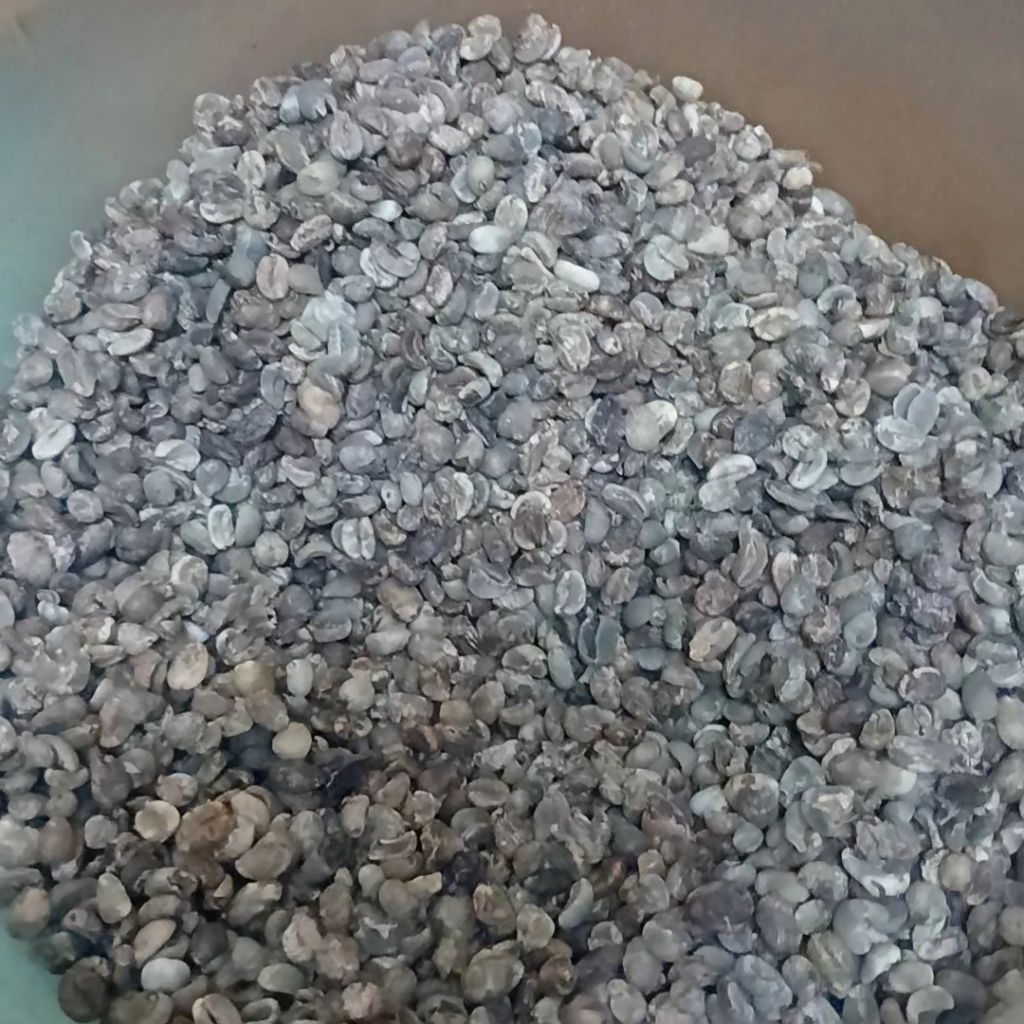 Kopi Arabika Gayo Grade 3 Asalan Green Bean 2 Kg - ICC Medan