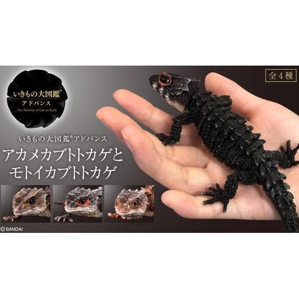 Ikimono Tribolonotus / Crocodile Skink