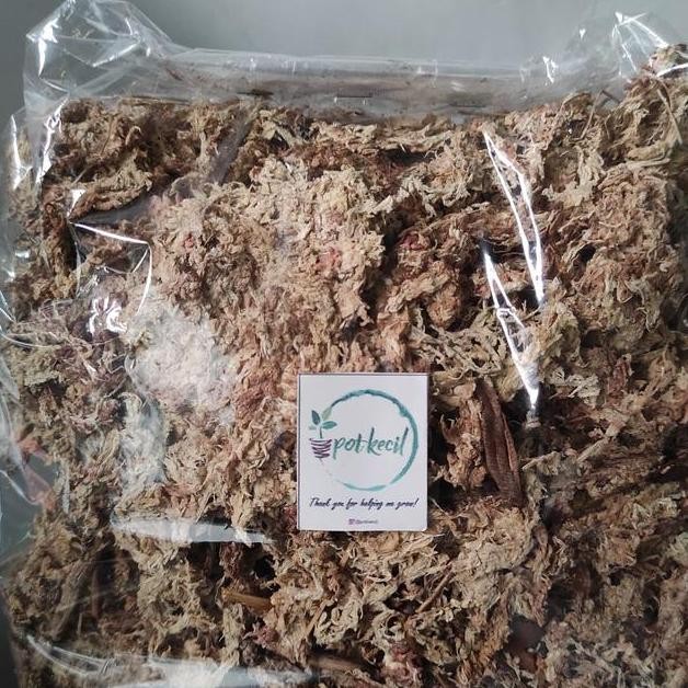 Spaghnum Moss Media Tanam Moss Media Tanam