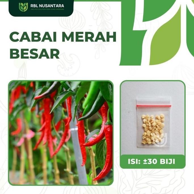 Produk Terbaik] 30 Benih Cabe Merah Besar Simpatik Bibit Cabai Unggul