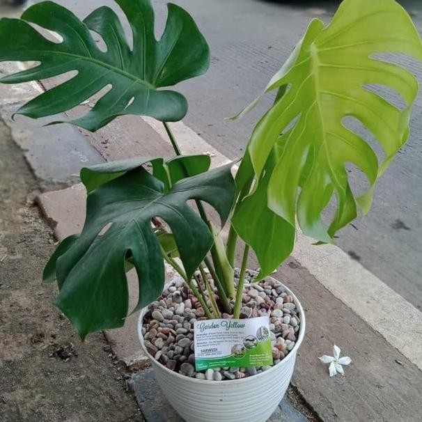 Hias Indoor C Monstera Brazil Pot Dan Batu