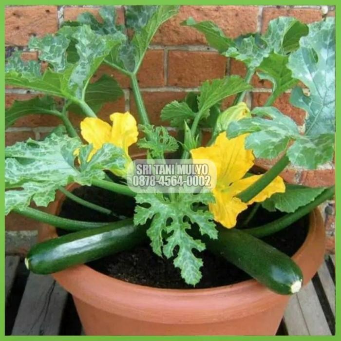 [Cod] - 2 Biji - Benih Zucchini Hijau Bibit Tanaman Zukini - Sukini Zukini Zucini Import - Bibit Say