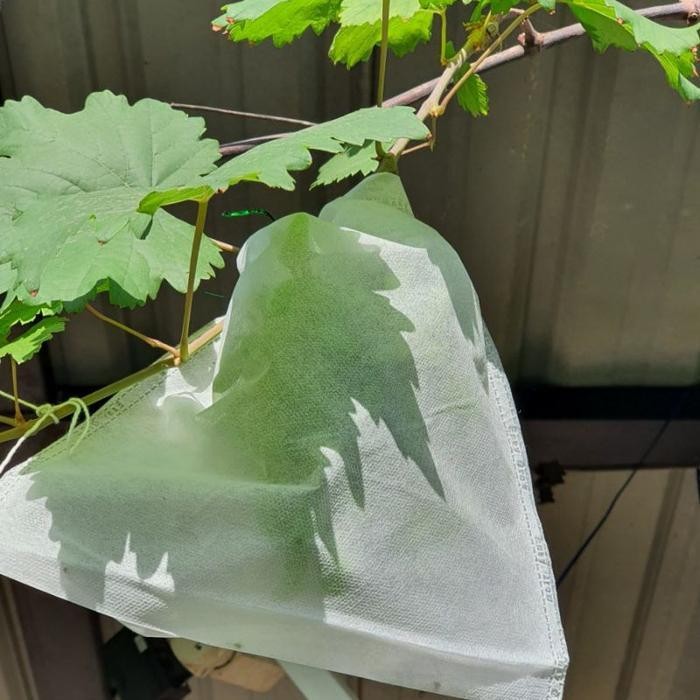 [Cod] - Fruit Cover Pembungkus Buah Buahan - Brongsong Buah Mangga, Apel Dll