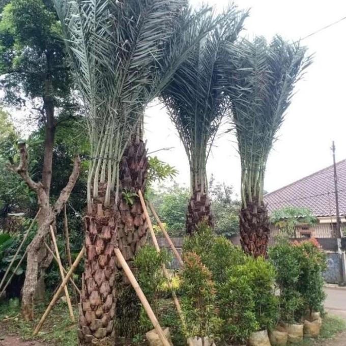 New Edition Pohon Kurma Besar Tinggi 2-2,5 Meter Batang Keras - Pohon Kurma