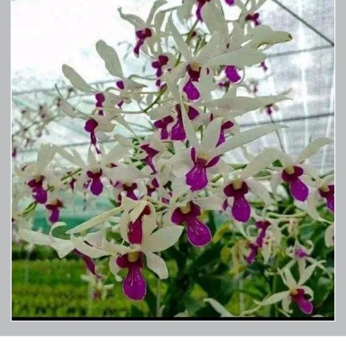 New Edition Anggrek Kriting Mesagnil Dewasa/Spike/Kenop/Mekar