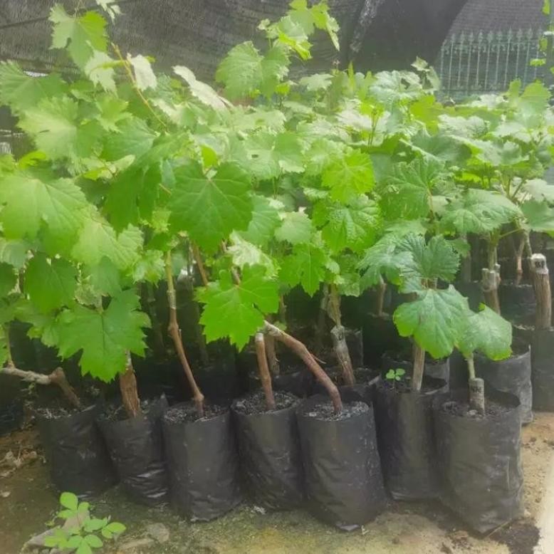 Bibit Anggur Import Dixon Garansi Valid Grafting Asli