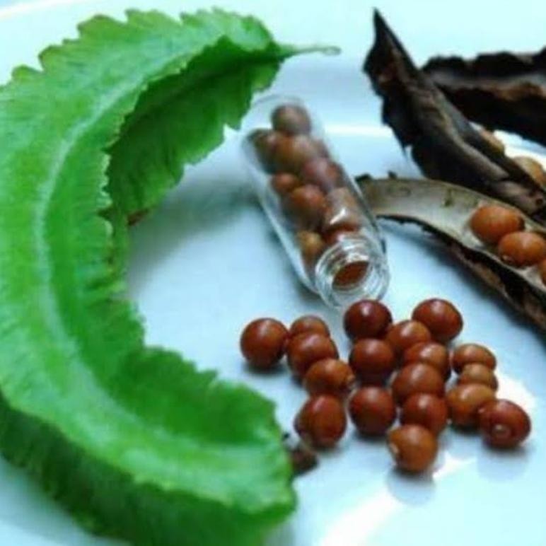 Biji Cipir Premium 1Kg / Benih Cipir / Biji Botor