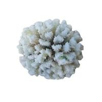 BLUEFINERY Terumbu Karang Mini Hiasan Aquarium Batu Karang Coral Mini Aksesoris Aquariun Hiasan Aqua