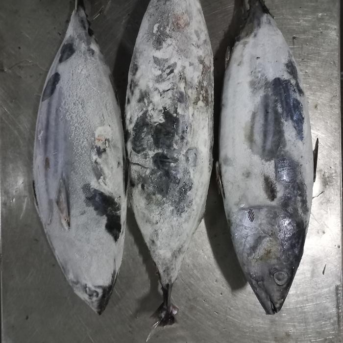 

LS Ikan cakalang beku