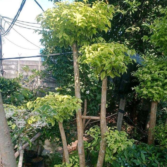 TERLARIS - TANAMAN HIAS BONSAI ANTING PUTRI DAN ANTING PUTRI SALJU
