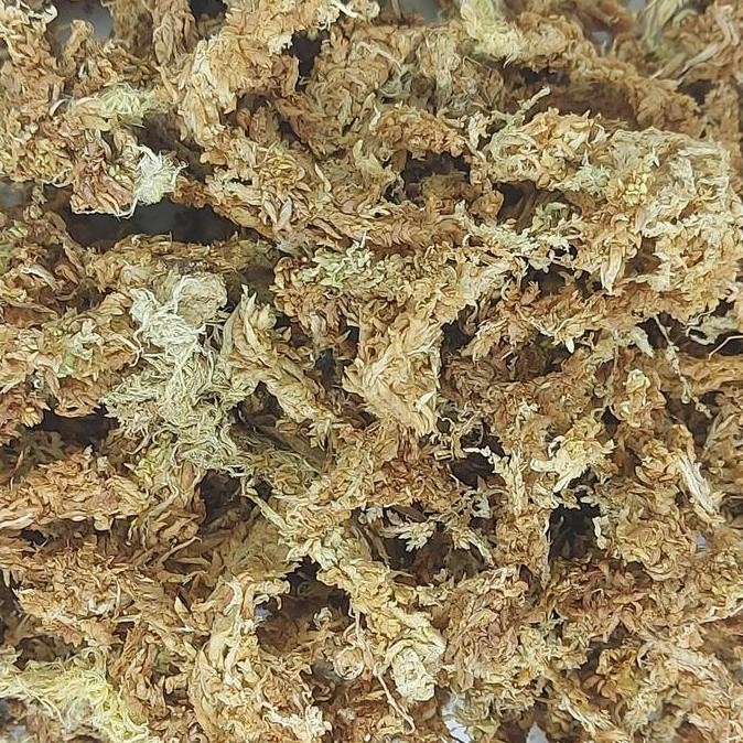 MEDIA TANAM SPHAGNUM MOSS 1 KG