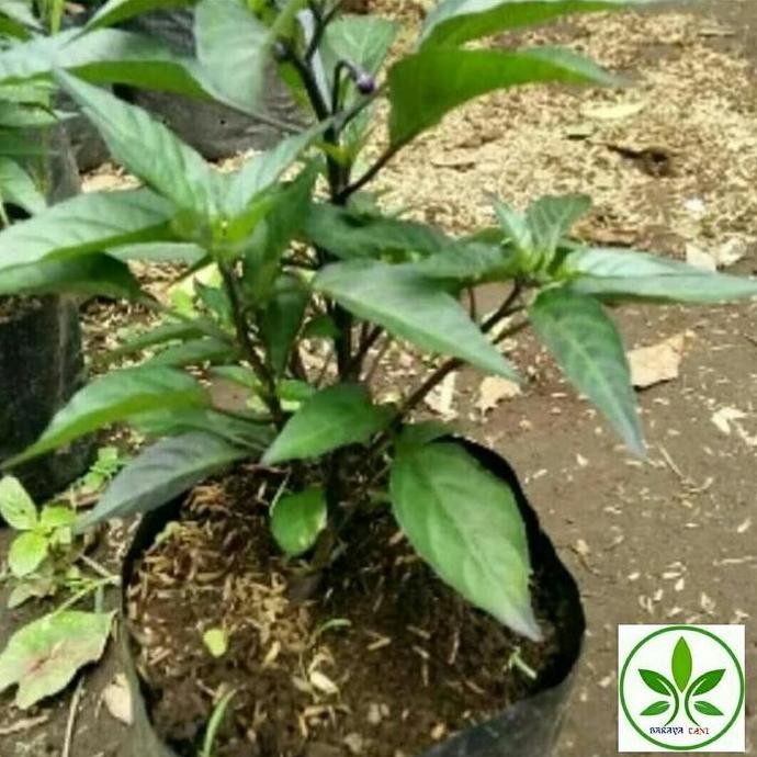PREMIUM Bibit Buah Cabai Rawit Ungu/Pohon Buah Cabe Rawit Ungu/Berbuah
