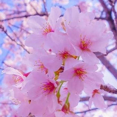 BIBIT PARFUM SAKURA MURNI IFF 1 LITER / BIANG PARFUM SAKURA IFF