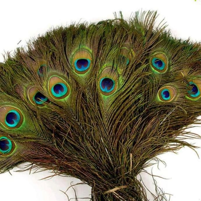 Dummy Fake Peacock Feather Bulu Burung Merak Dekorasi Foto Allshop