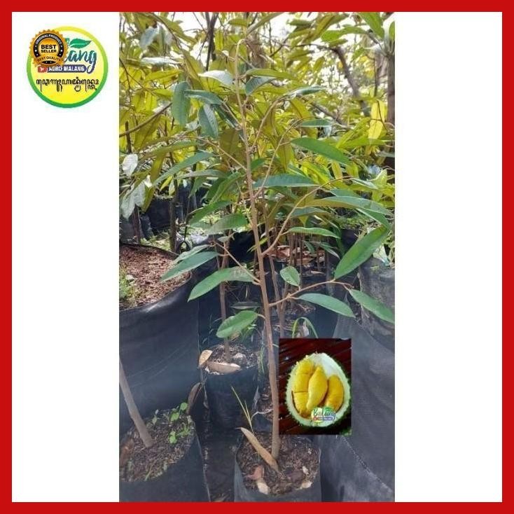 

(Diskon) Bibit Durian Musangking Full Media Bestseller