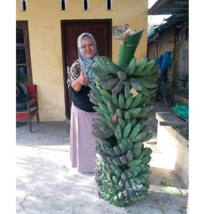 bibit pisang kepok tanjung