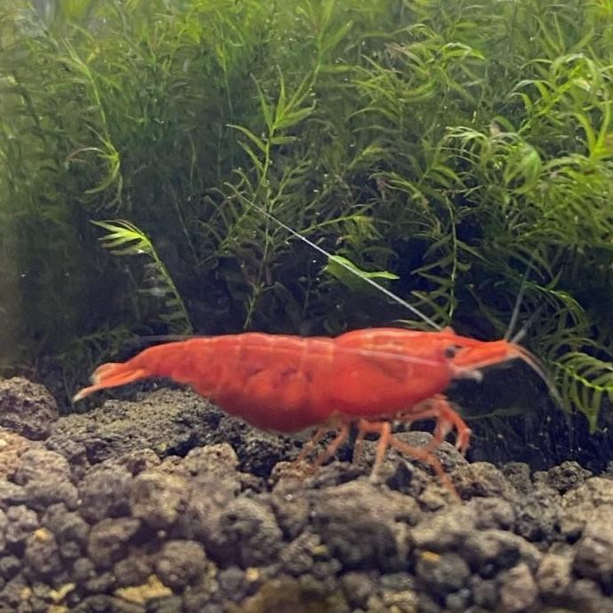 Indukan udang hias warna random pembersih aquarium aquascape