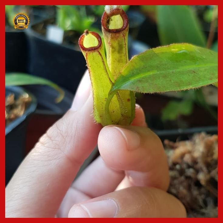 (Diskon) Biji / Benih Tanaman Karnivora Kantong Semar Bestseller