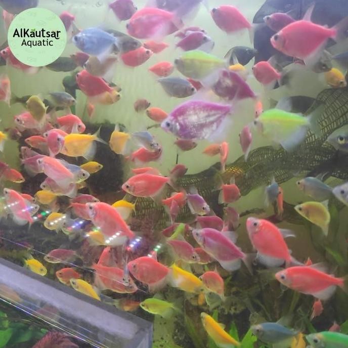 Hiasan Aquarium Ikan Hias Warna Warni