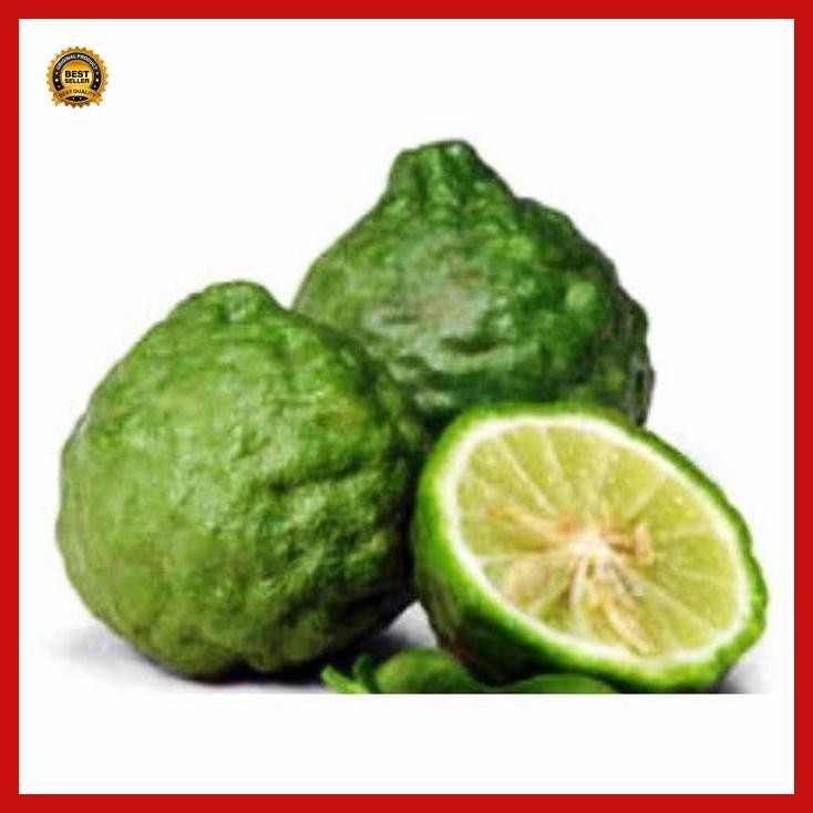 

(Termurah) 30 Biji Benih Jeruk Purut Murah Bestseller