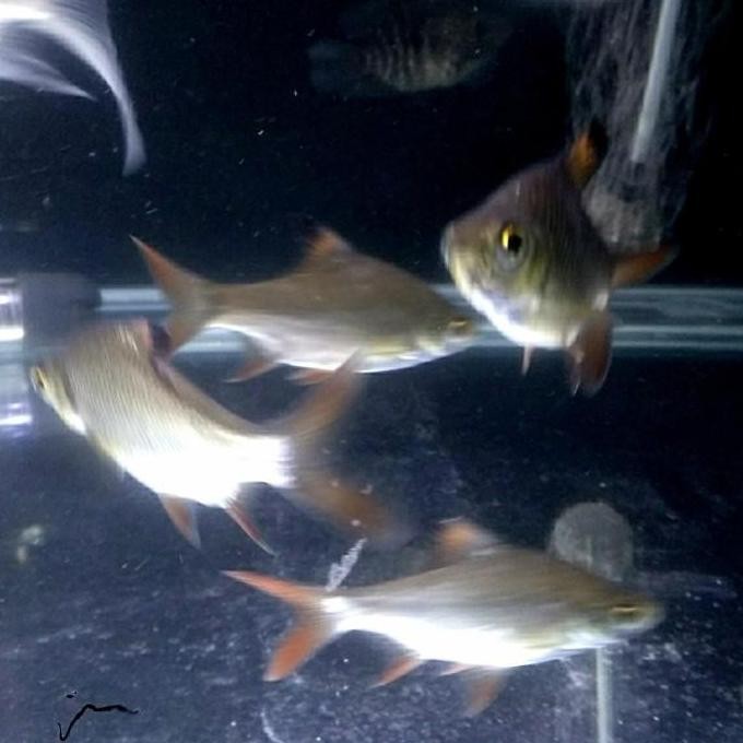 Kaviat Hijau / Hiasan Aquarium / Tank mate / Kapiat Bangkok