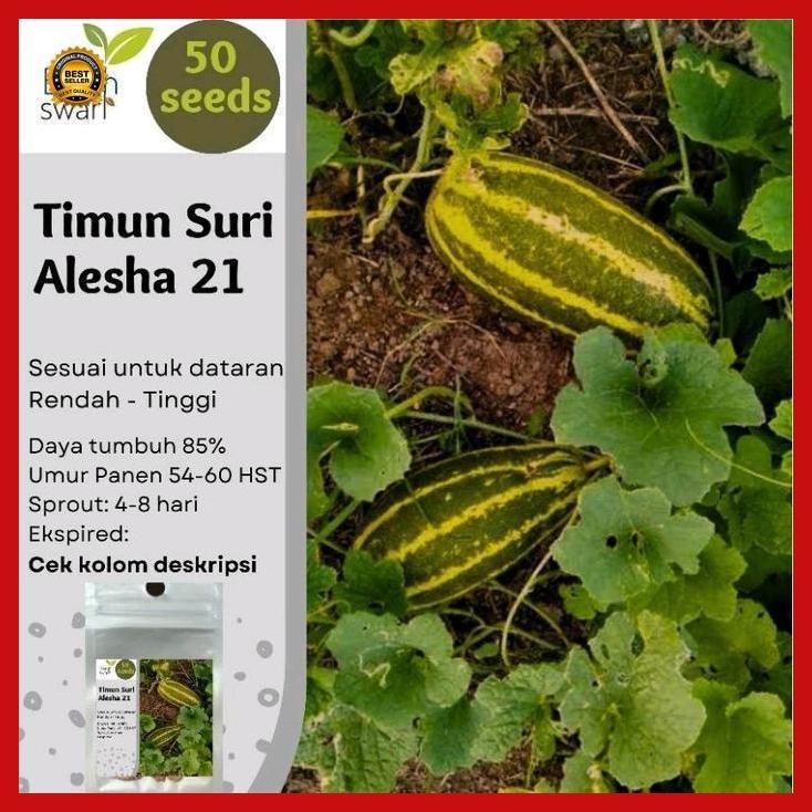 (Termurah) Isi 50 Butir Benih Timun Suri Alesha 21 Bestseller