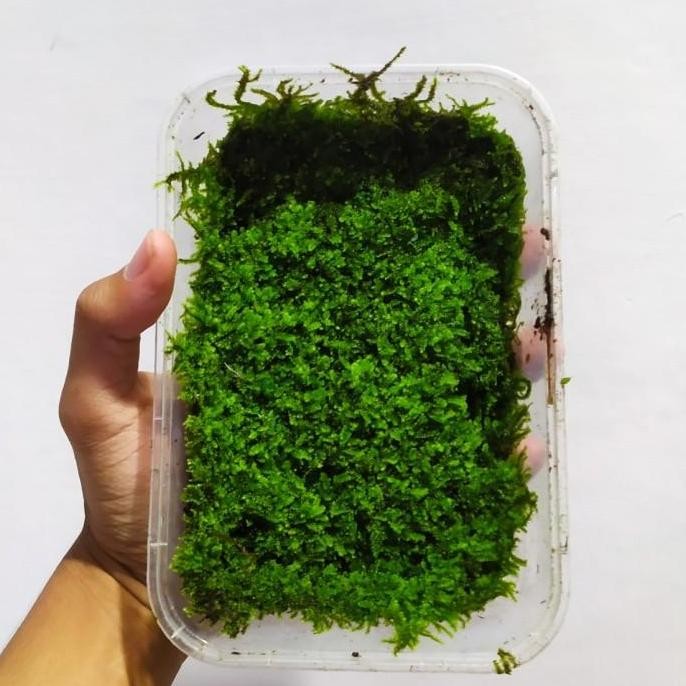 Moss Weeping Darat - Paludarium / Vivarium / Terrarium