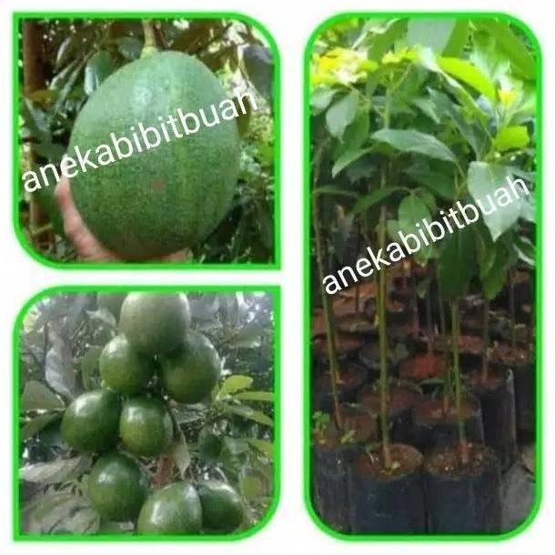 BIBIT ALPUKAT MARKUS JUMBO OKULASI (TERLARIS)